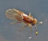Metaphycus sp.